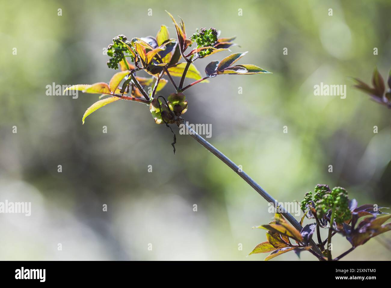 Una vivace fotografia ravvicinata con nuove foglie e gemme in primavera, illuminata dalla luce naturale del sole su uno sfondo verde sfocato Foto Stock