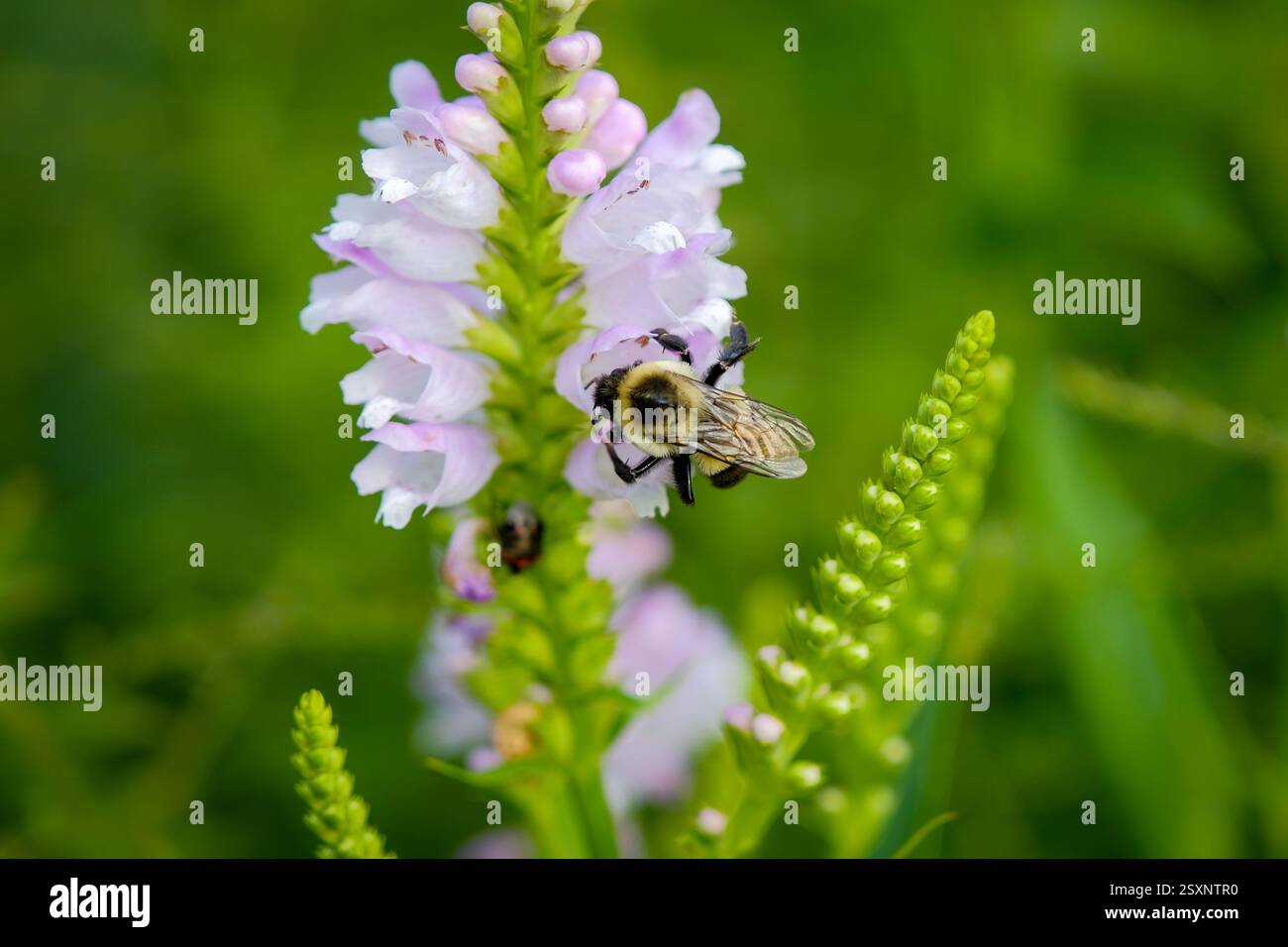 Blssoming foxglove e Foraging bumblebee Foto Stock