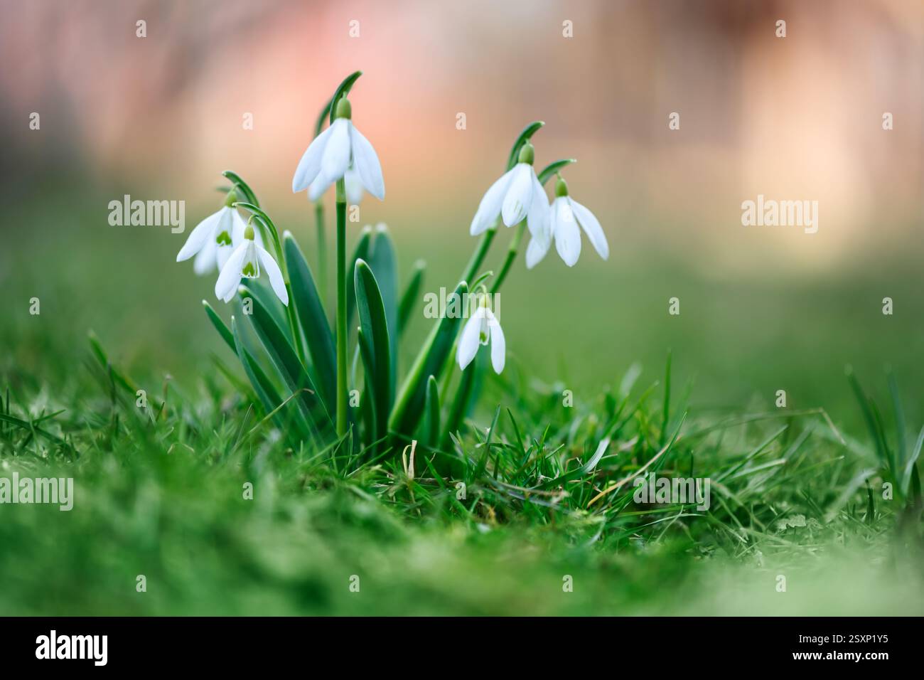 Fiori di Snowdrop sul prato primavera foresta primo piano. Fotografia macro natura Foto Stock