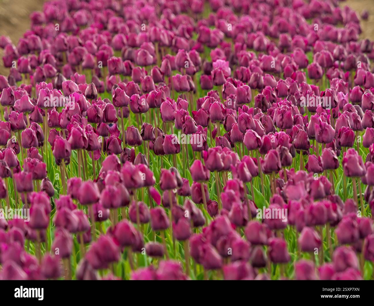 Un vasto mare di tulipani rosa scuro in piena fioritura che si estende attraverso una fattoria di fiori del Norfolk. Foto Stock