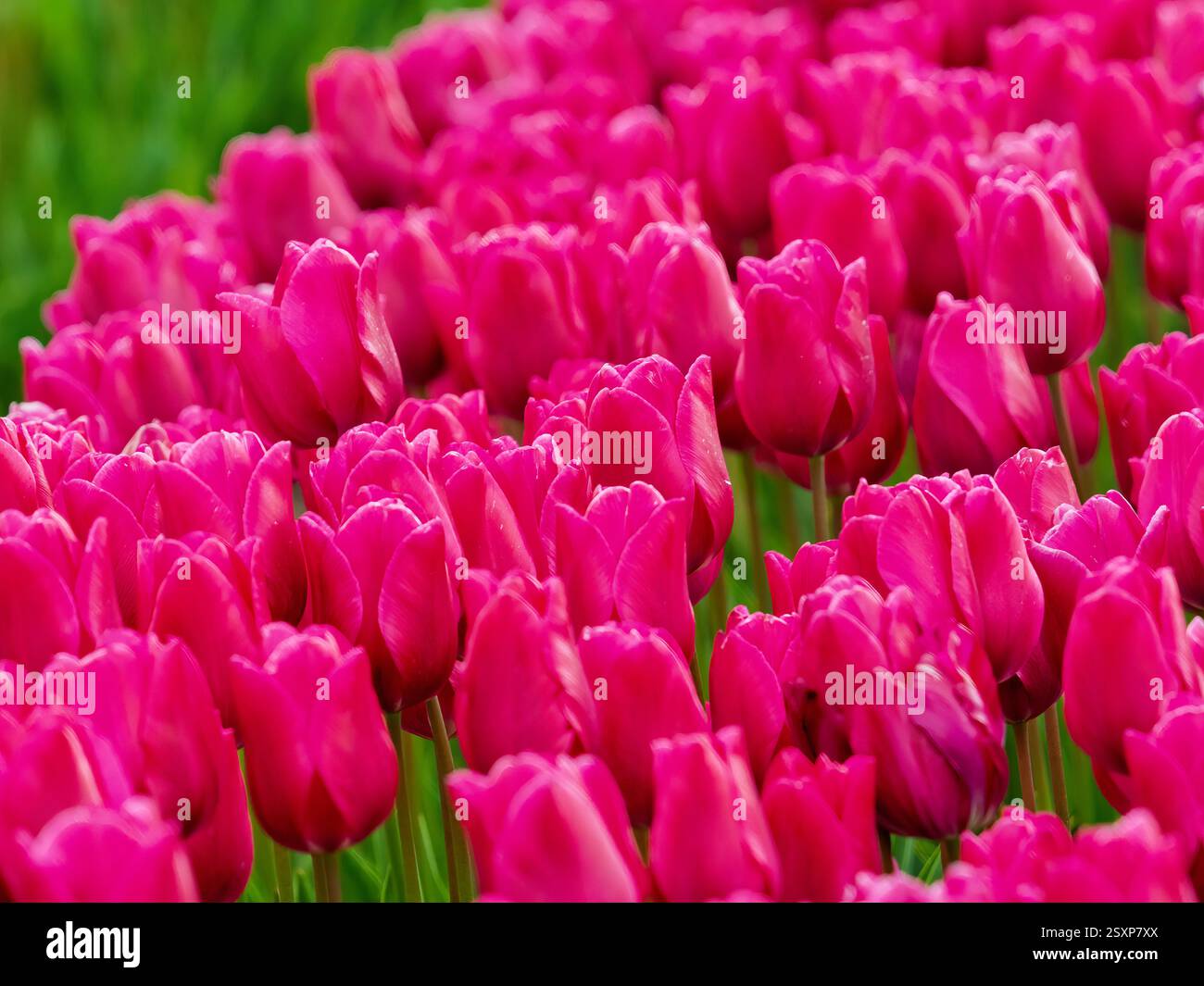 Un vasto mare di tulipani rosa scuro in piena fioritura, che si estende attraverso una fattoria di fiori del Regno Unito. Foto Stock