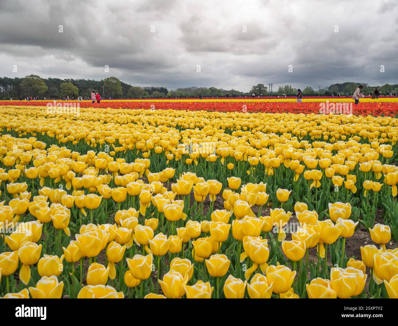 I visitatori esplorano i vibranti campi di tulipani a Norfolk, Regno Unito, scattando foto tra le abbondanti fioriture gialle e rosse sotto un cielo nuvoloso. Foto Stock