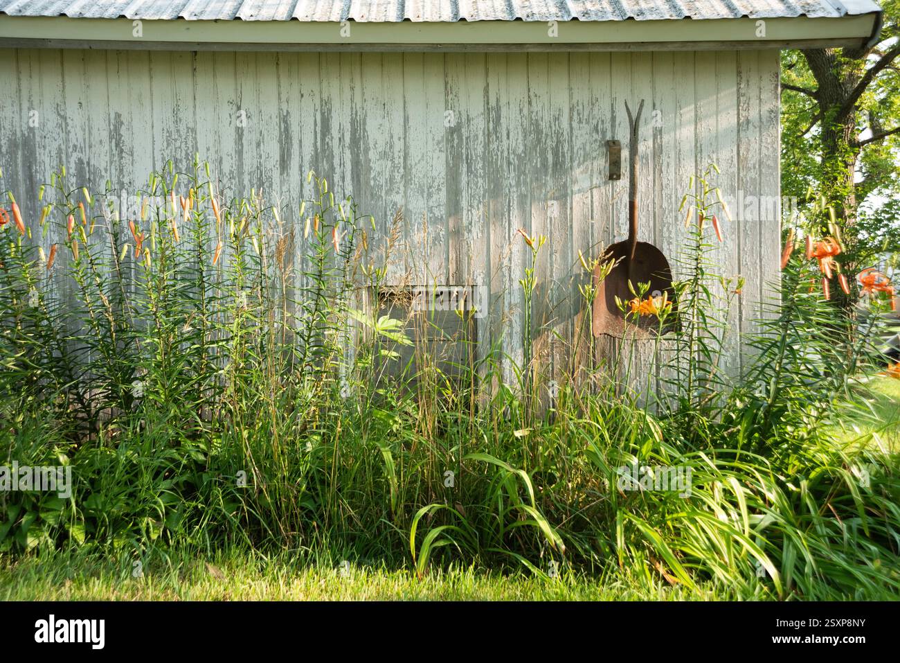 Un rustico capannone di legno è circondato da vibranti fiori selvatici e erbe, bagnato dalla calda luce del sole, e crea un tranquillo ambiente rurale in Iowa, Stati Uniti. Foto Stock
