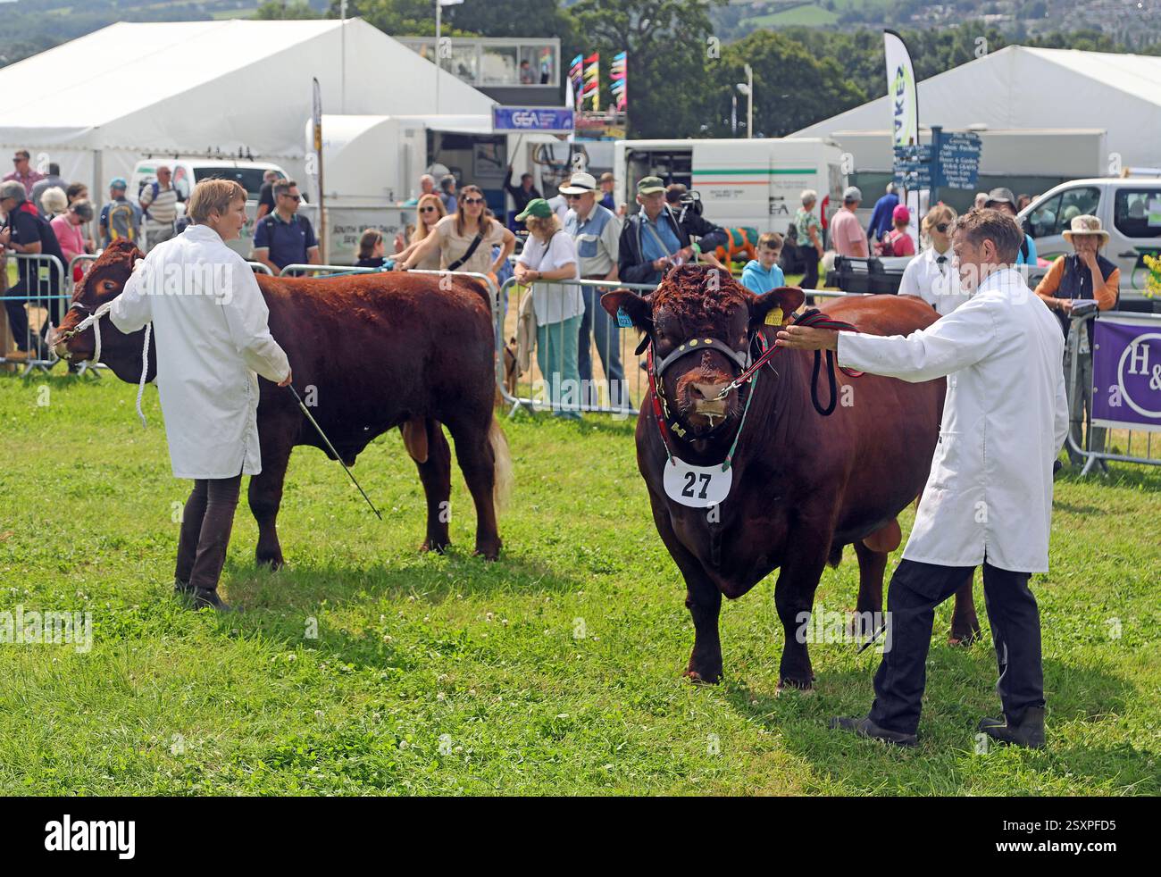 Animali al County Show Foto Stock