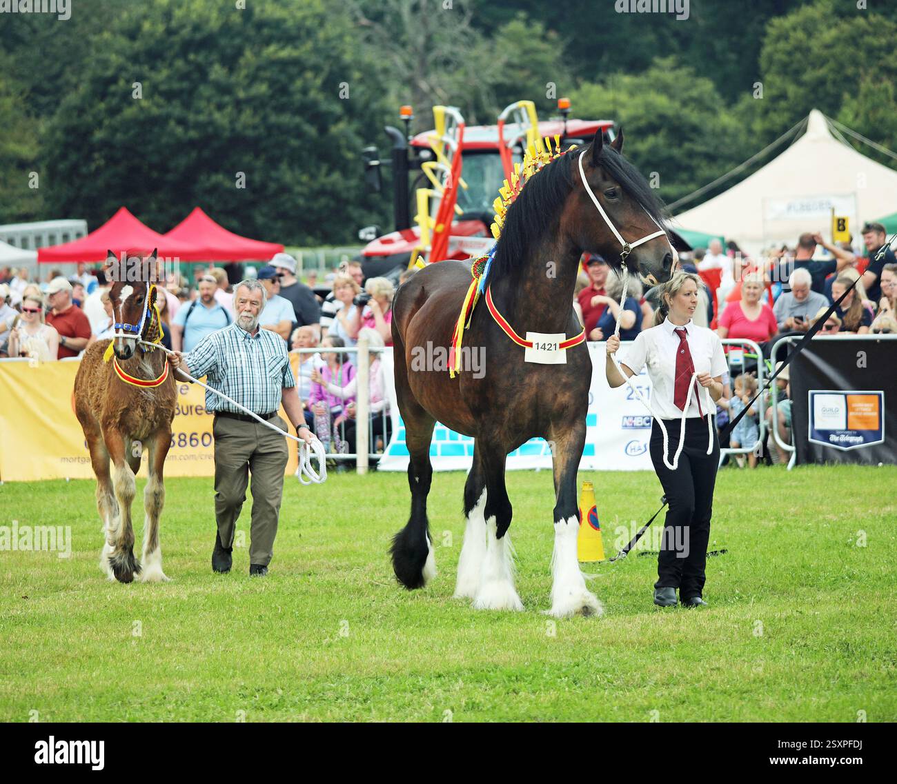 Animali al County Show Foto Stock