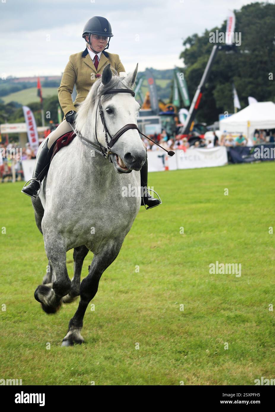 Animali al County Show Foto Stock