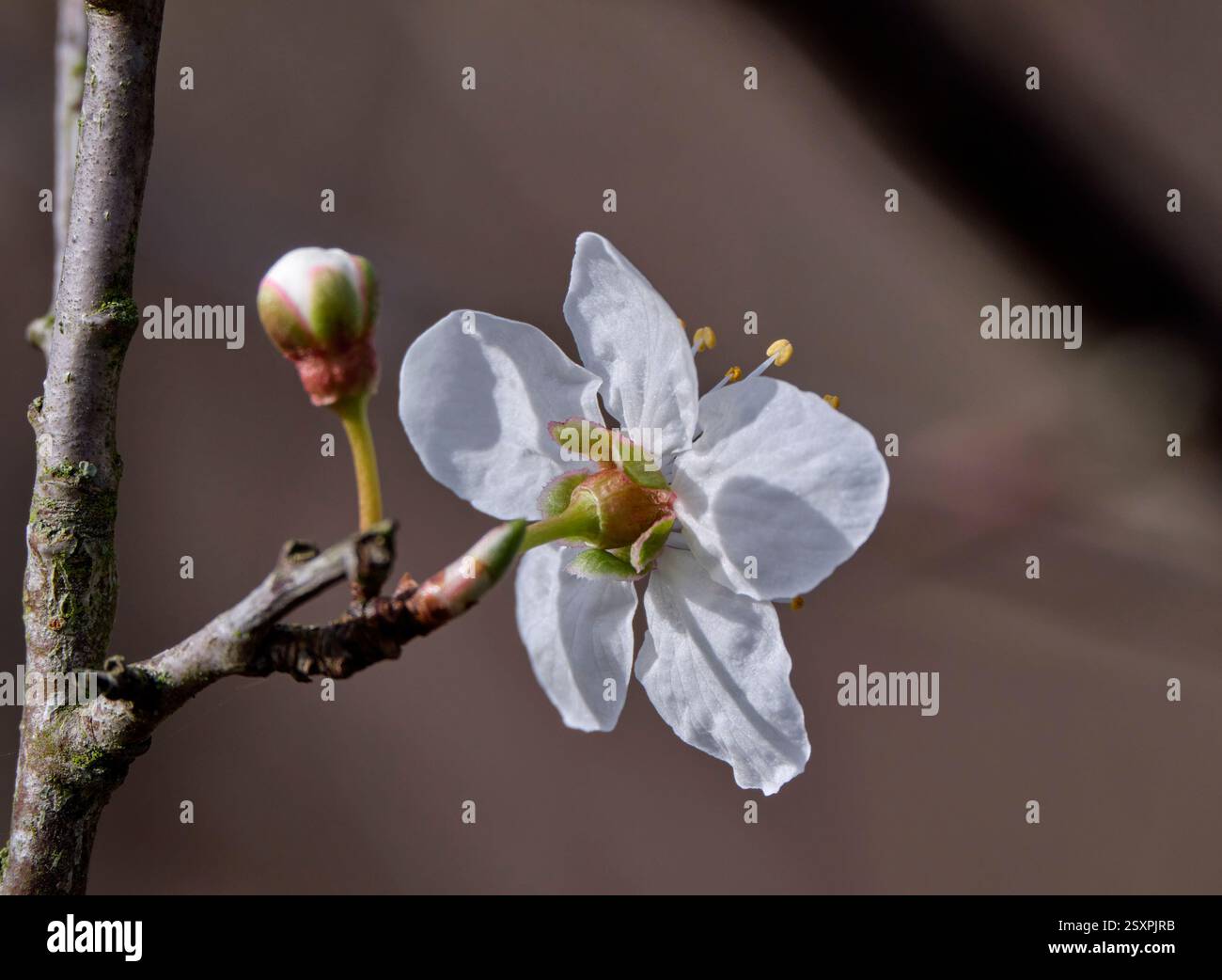 Il prugna ciliegia (Prunus cerasifera) è il primo prunus a fiorire, e può essere distinto da Blackthorn (Prunus spinosa) per i suoi sepali riflettenti. Foto Stock