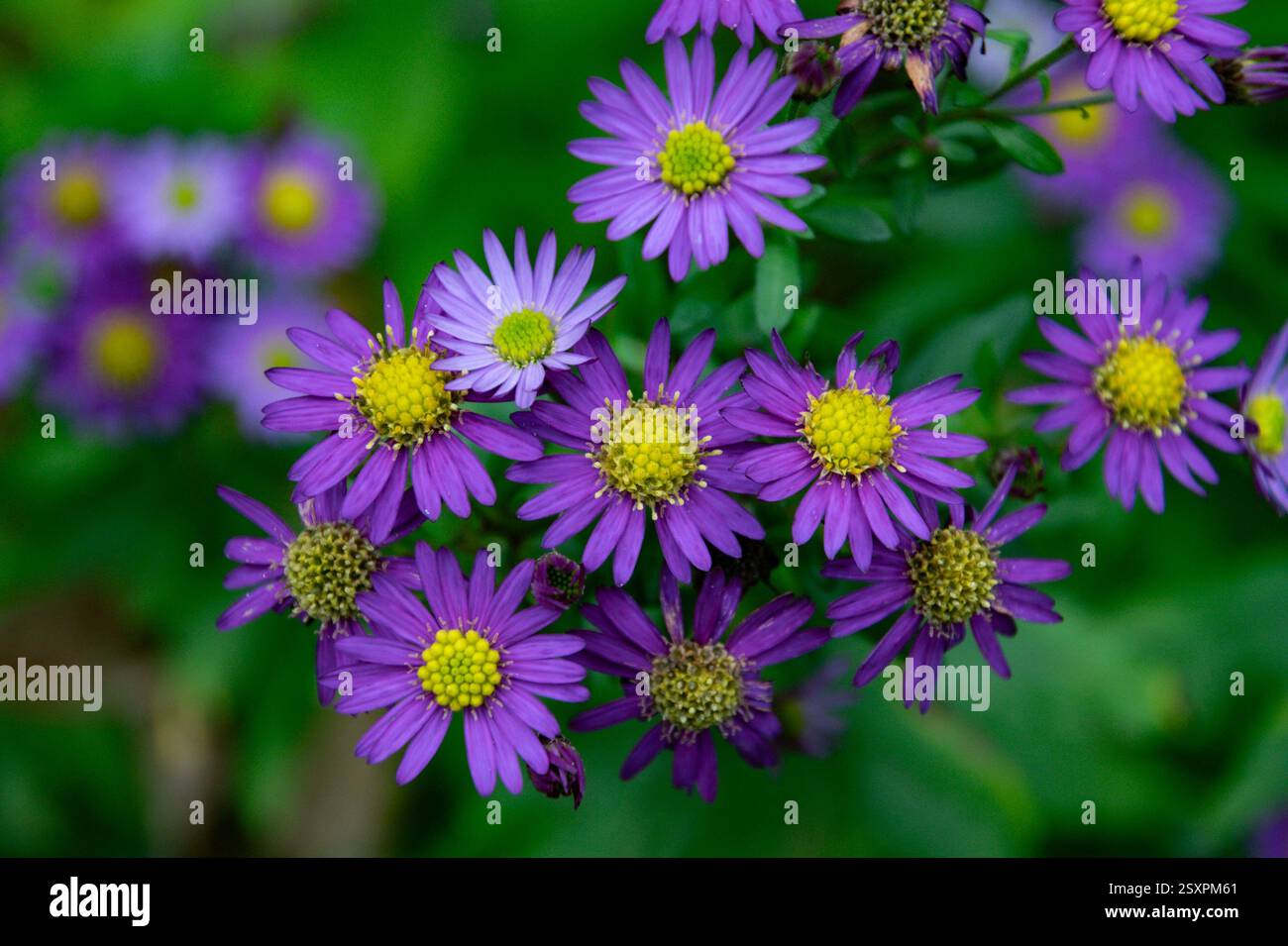 margherite viola in giardino in una giornata estiva di sole Foto Stock