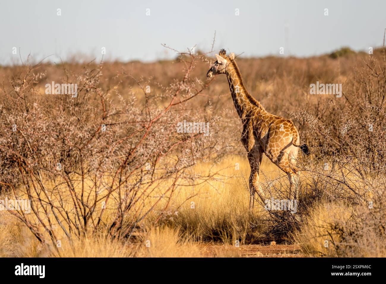 Giovane giraffa tra i cespugli di spina nella verde campagna desertica del Kalahari, colpito alla luce della tarda primavera vicino a Hoachanas, Namibia, Africa Foto Stock