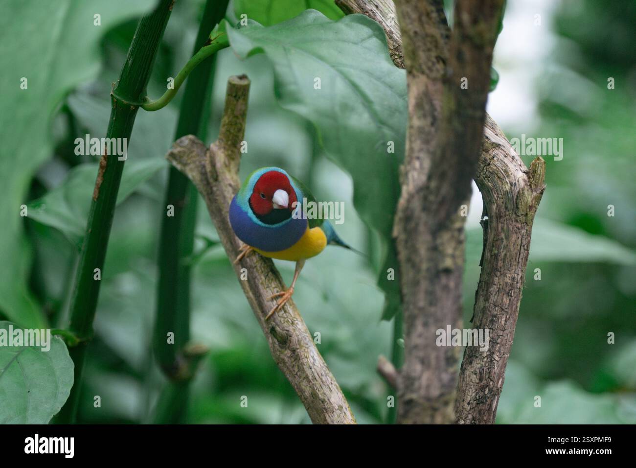 Bellissimo e colorato uccello Gould-amandina (Gouldian finch) seduto su un ramo nella foresta pluviale. Foto Stock