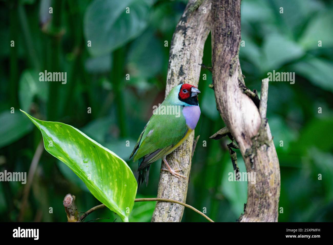 Bellissimo e colorato uccello Gould-amandina (Gouldian finch) seduto su un ramo nella foresta pluviale. Foto Stock