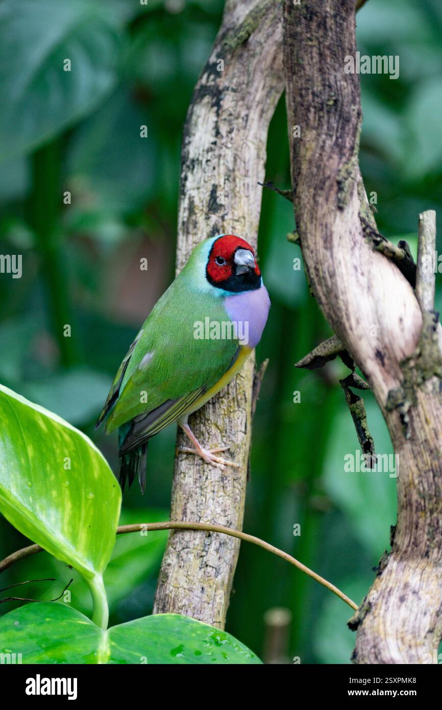 Bellissimo e colorato uccello Gould-amandina (Gouldian finch) seduto su un ramo nella foresta pluviale. Foto Stock
