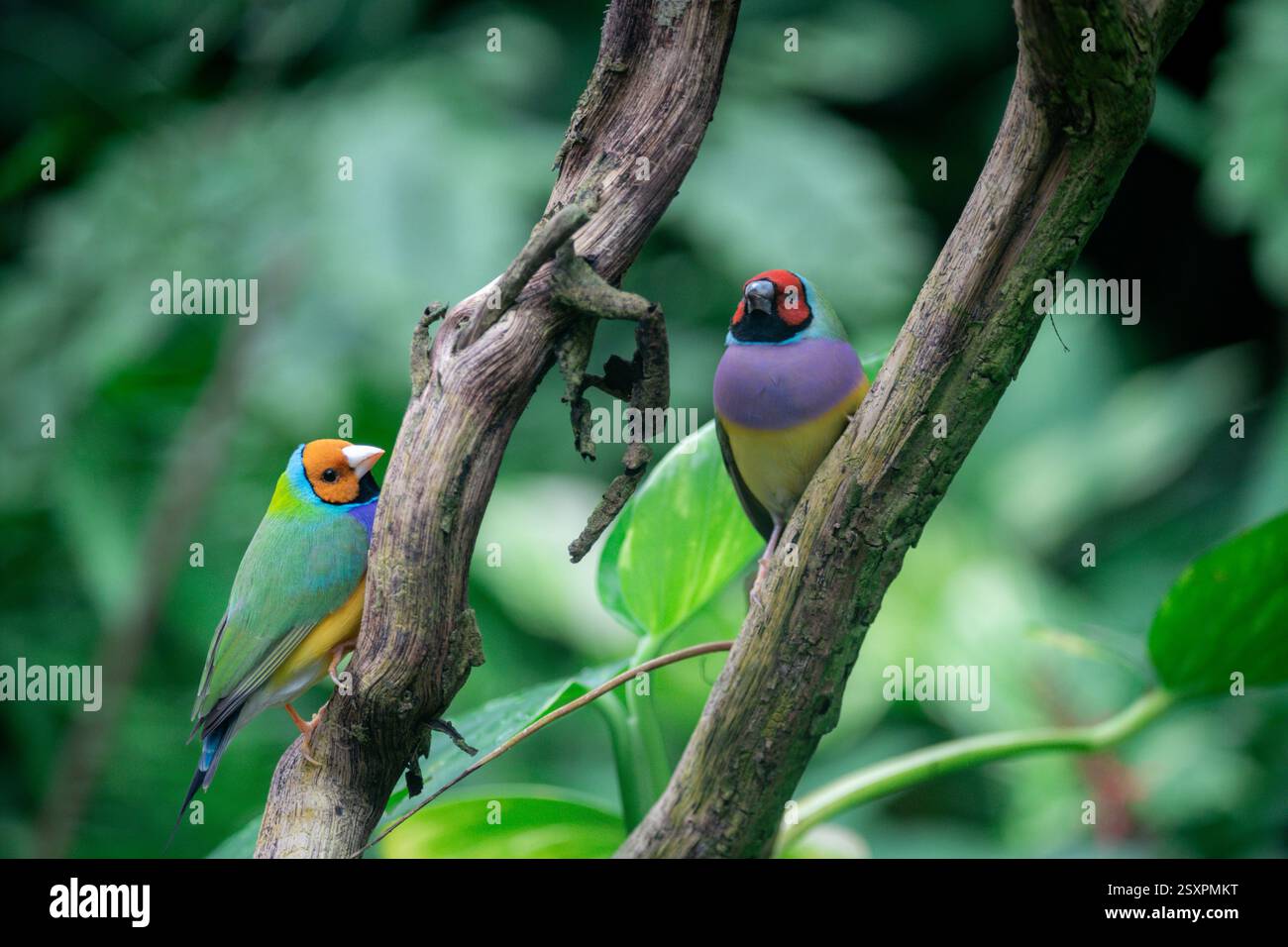 Bellissimo e colorato uccello Gould-amandina (Gouldian finch) seduto su un ramo nella foresta pluviale. Foto Stock