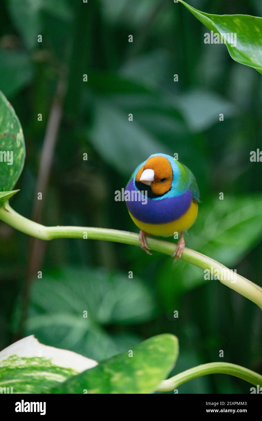Bellissimo e colorato uccello Gould-amandina (Gouldian finch) seduto su un ramo nella foresta pluviale. Foto Stock