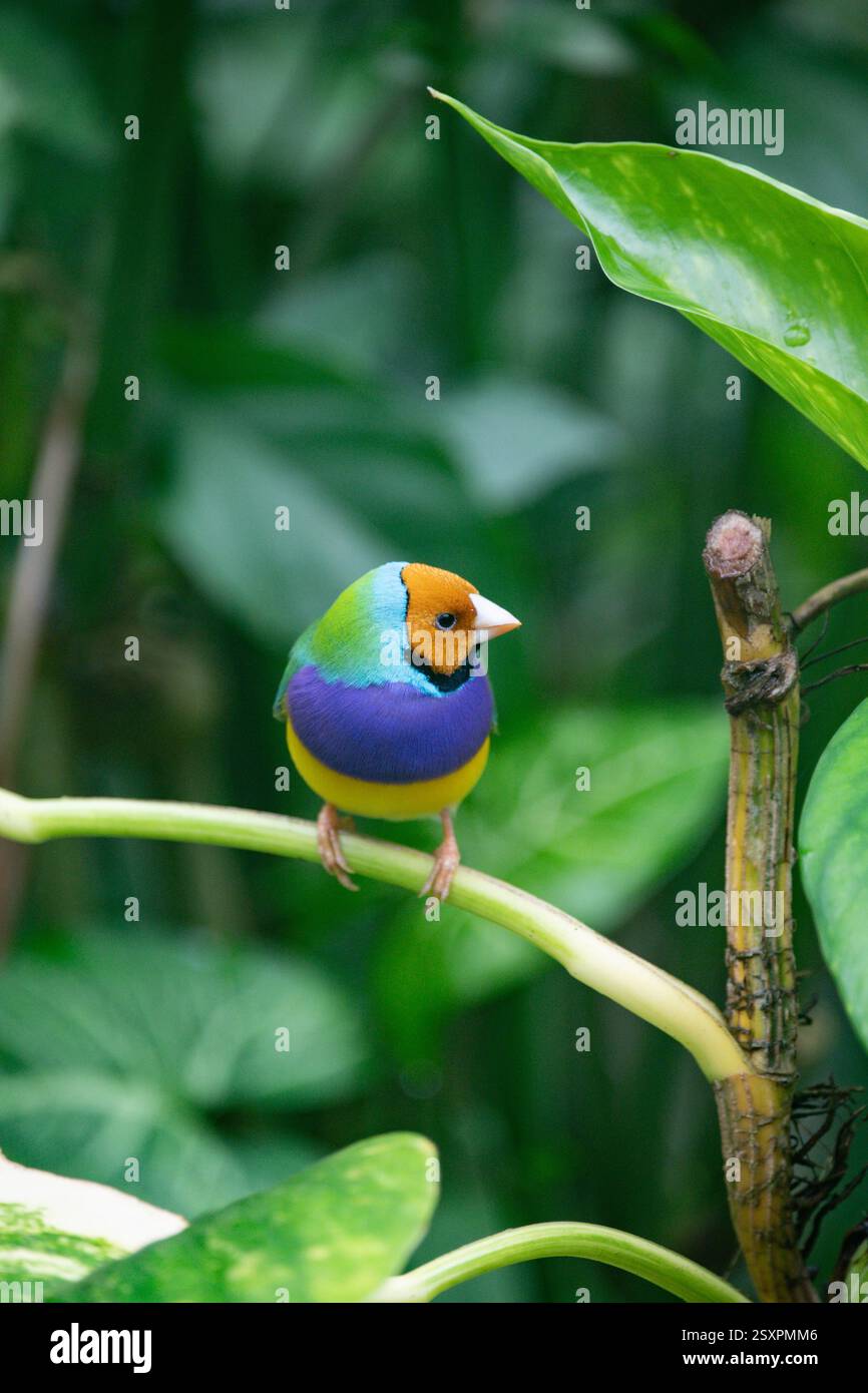 Bellissimo e colorato uccello Gould-amandina (Gouldian finch) seduto su un ramo nella foresta pluviale. Foto Stock
