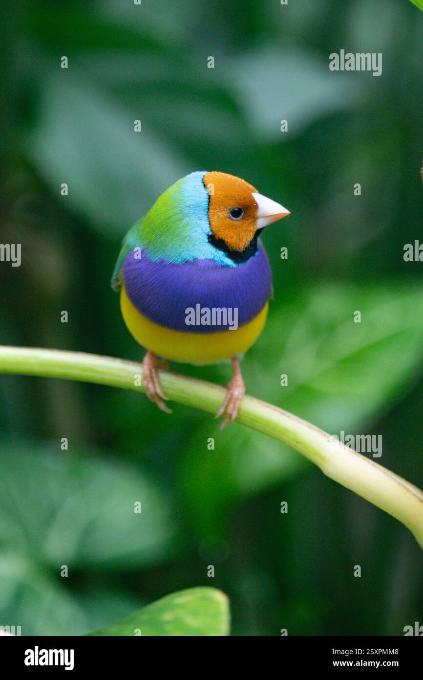 Bellissimo e colorato uccello Gould-amandina (Gouldian finch) seduto su un ramo nella foresta pluviale. Foto Stock