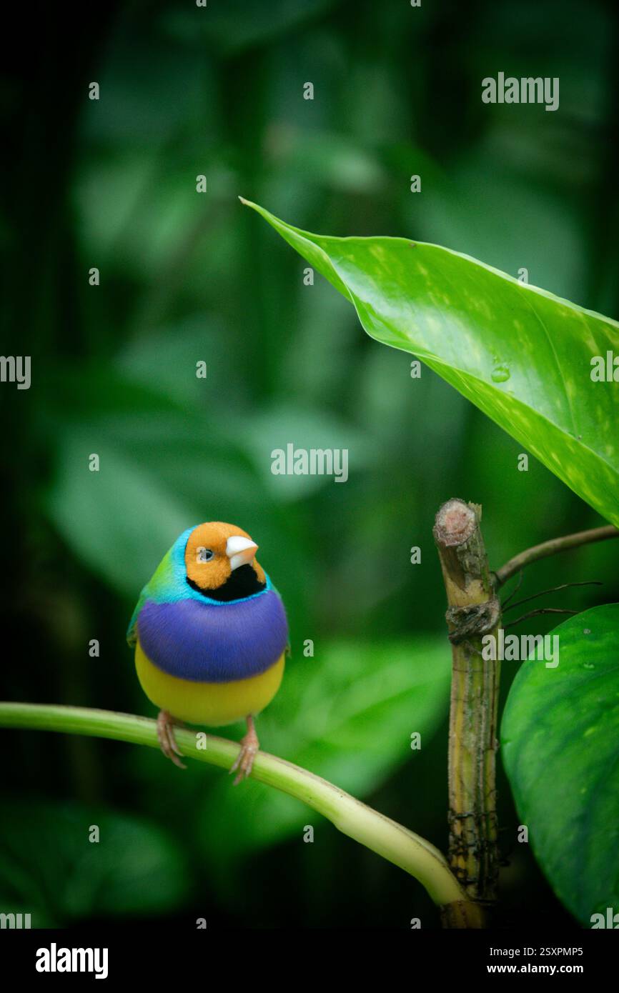 Bellissimo e colorato uccello Gould-amandina (Gouldian finch) seduto su un ramo nella foresta pluviale. Foto Stock