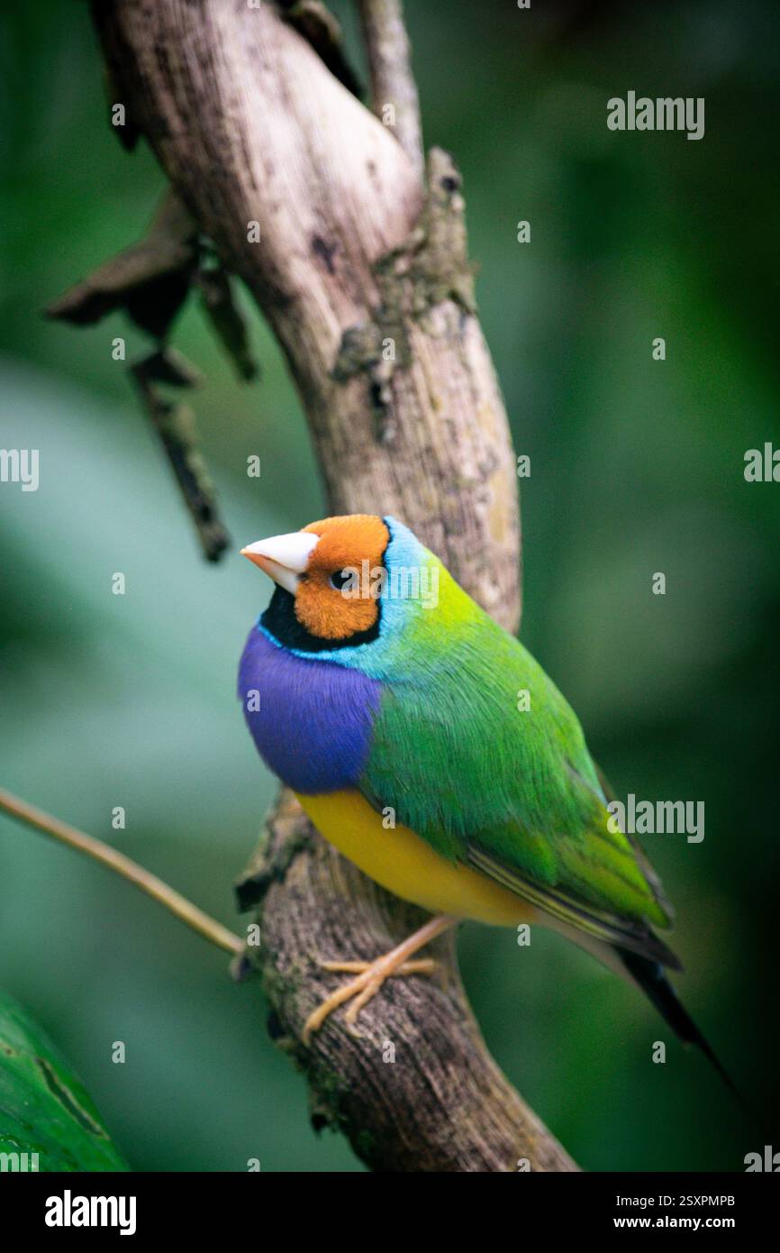 Bellissimo e colorato uccello Gould-amandina (Gouldian finch) seduto su un ramo nella foresta pluviale. Foto Stock