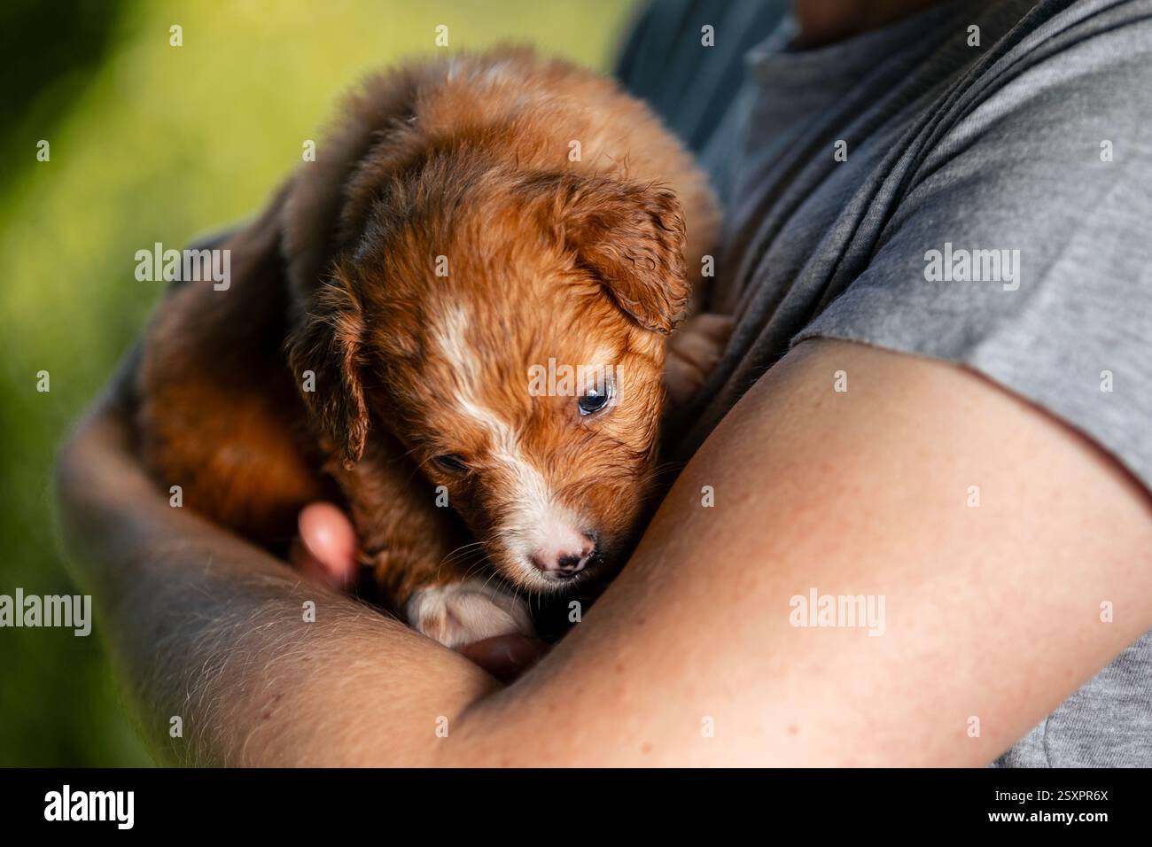 Uomo che tiene in braccio un simpatico cucciolo. Primo piano del grazioso Retriever Tolling Duck della nuova Scozia. Foto Stock