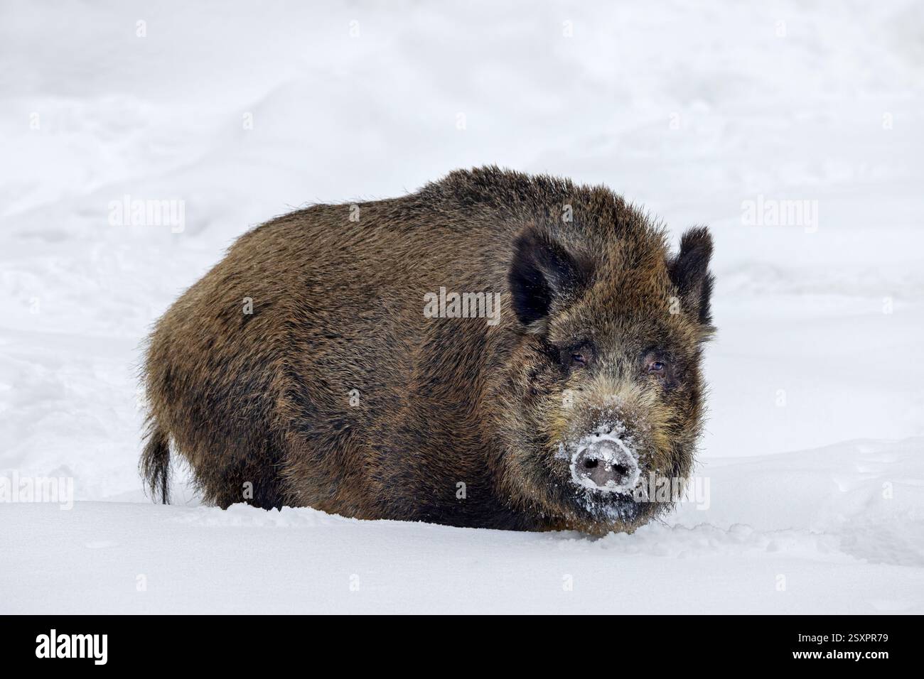 Cinghiale (Sus scrofa) grossa scrofa che si nutre nella neve profonda in inverno Foto Stock