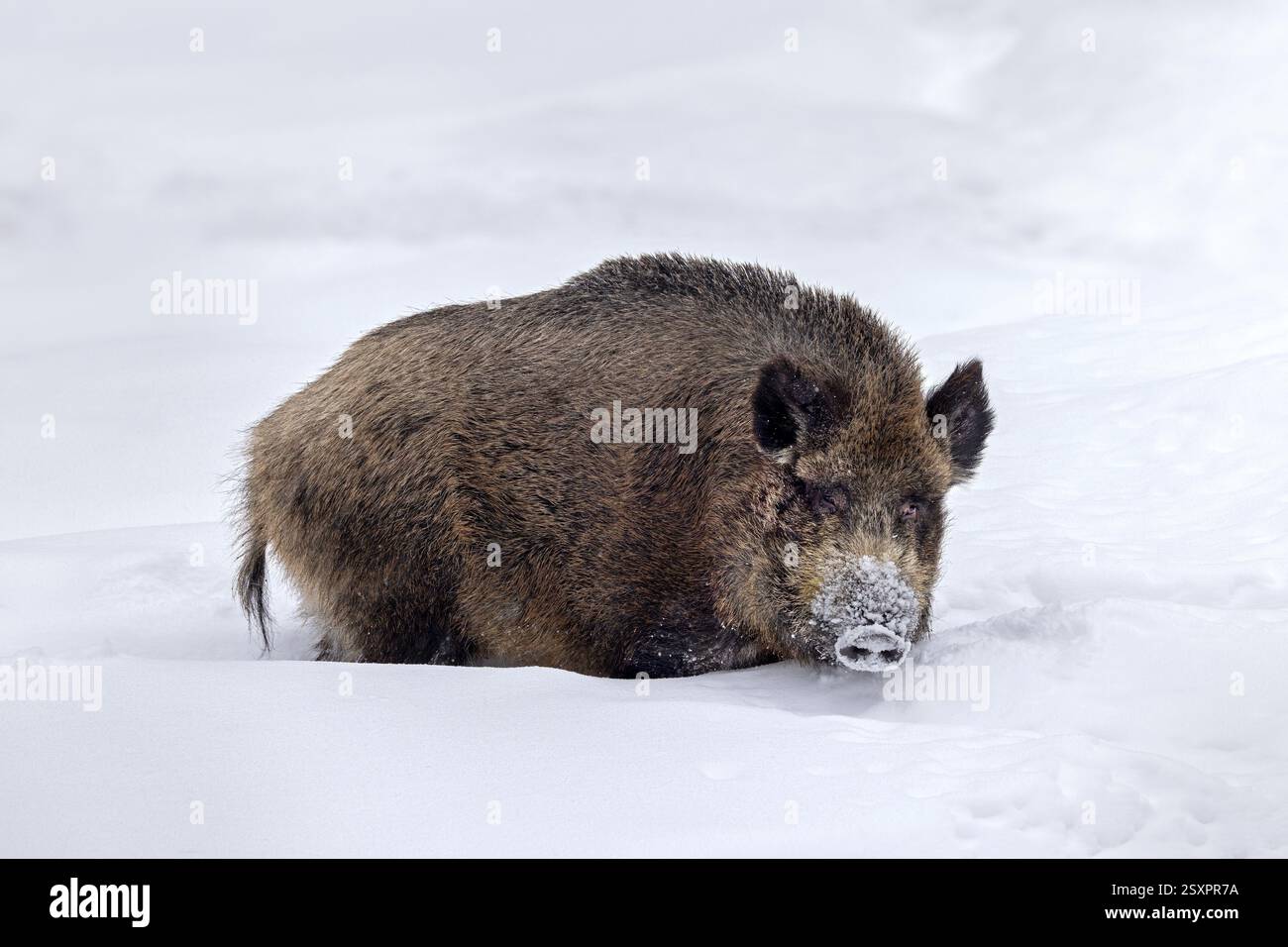 Cinghiale (Sus scrofa) grossa scrofa che si nutre nella neve profonda in inverno Foto Stock
