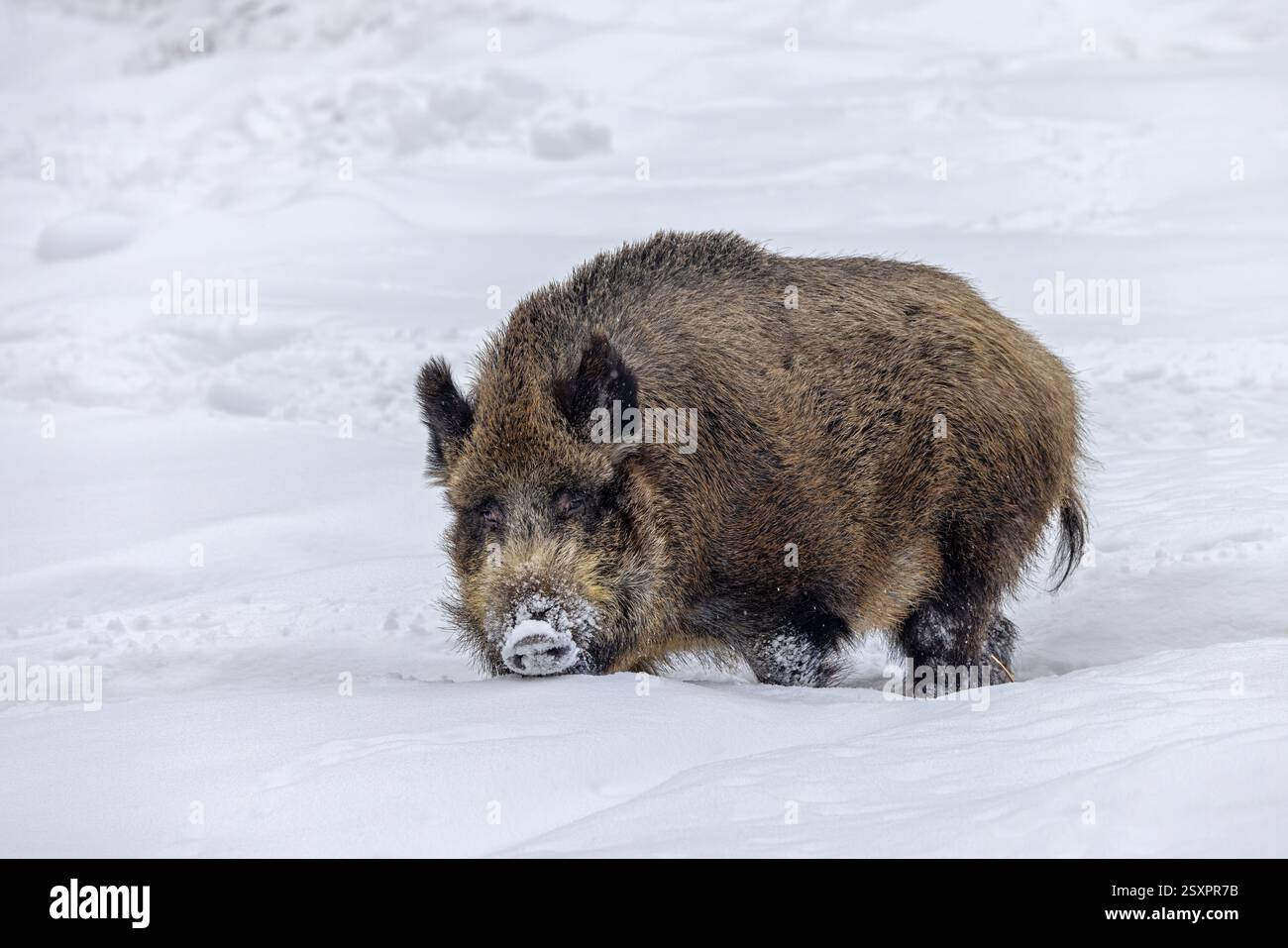 Cinghiale (Sus scrofa) grossa scrofa che si nutre nella neve profonda in inverno Foto Stock
