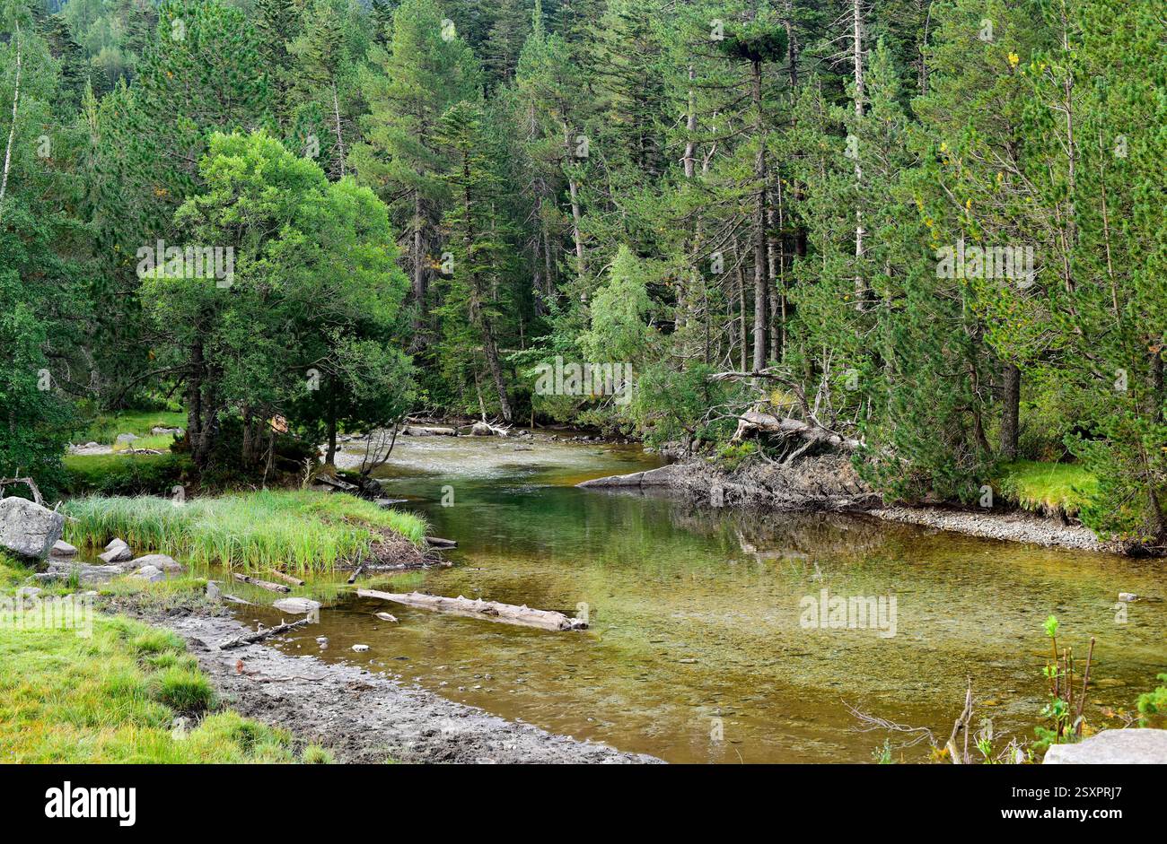 Parco nazionale Aigüestortes i Estany de Sant Maurici, fiume Sant Nicolau. Situato tra Espot e Vall de Boí. Alta baganza, Lleida, Catalogna, SP Foto Stock