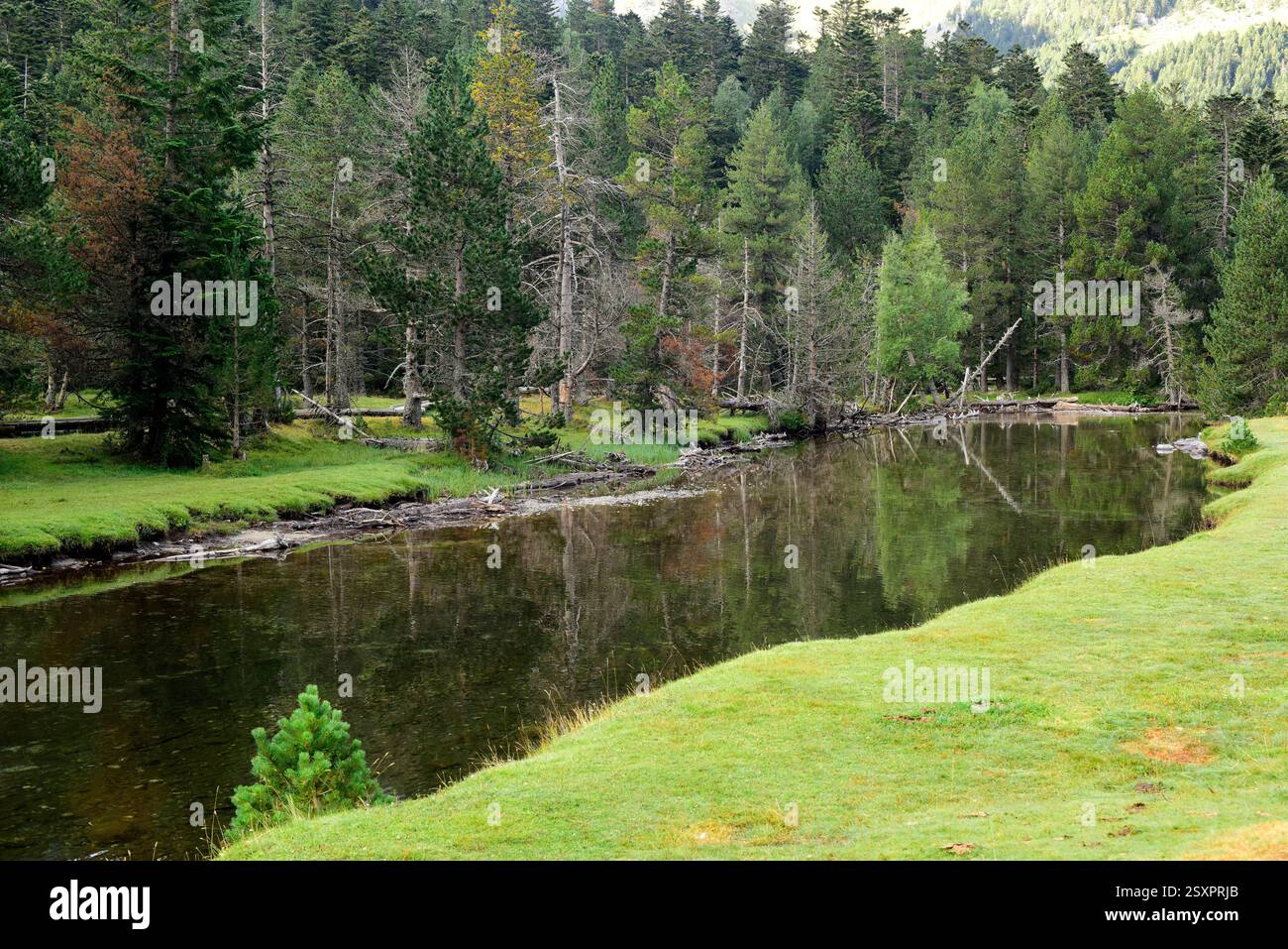 Parco nazionale Aigüestortes i Estany de Sant Maurici, fiume Sant Nicolau. Situato tra Espot e Vall de Boí. Alta baganza, Lleida, Catalogna, SP Foto Stock