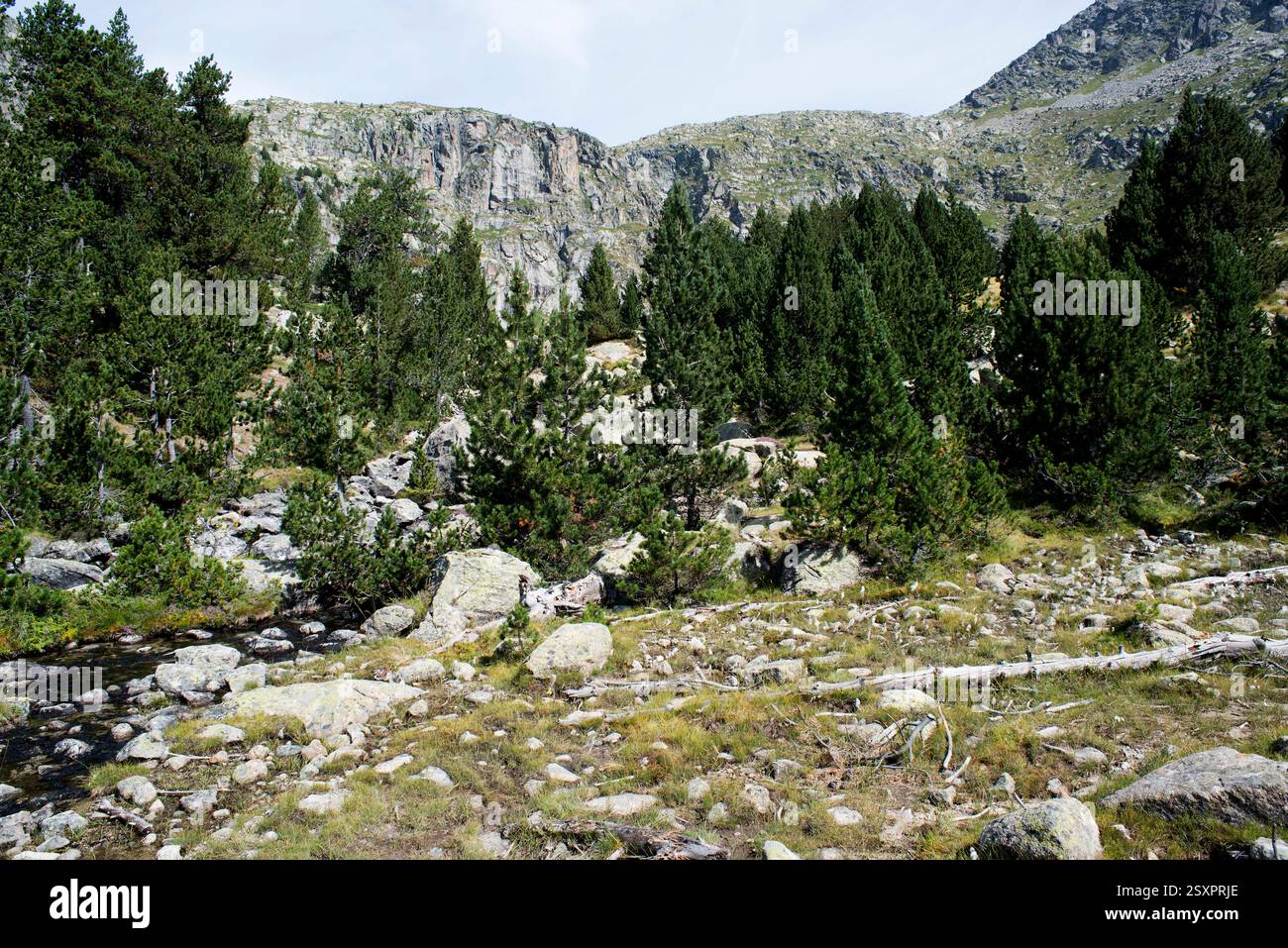 Parco nazionale Aigüestortes i Estany de Sant Maurici, fiume Sant Nicolau. Situato tra Espot e Vall de Boí. Alta baganza, Lleida, Catalogna, SP Foto Stock