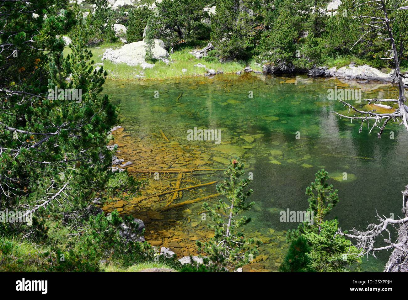Parco nazionale Aigüestortes i Estany de Sant Maurici, fiume Sant Nicolau. Situato tra Espot e Vall de Boí. Alta baganza, Lleida, Catalogna, SP Foto Stock