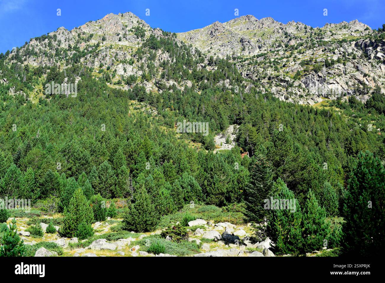 Parco nazionale Aigüestortes i Estany de Sant Maurici. Situato tra Espot e Vall de Boí. Alta Ribaganza, Lleida, Catalogna, Spagna. Foto Stock
