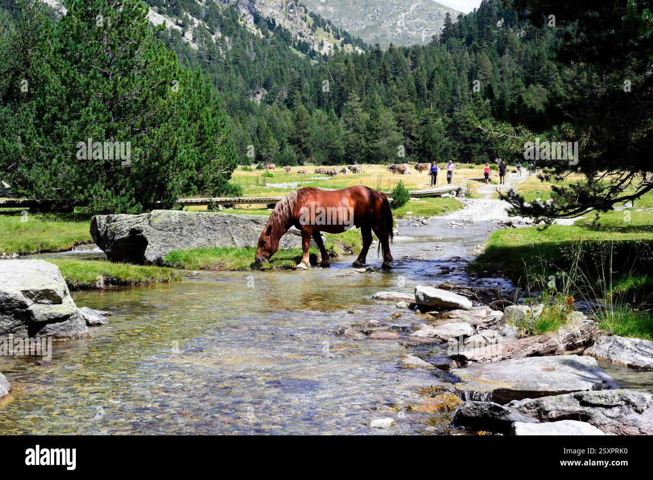Parco nazionale Aigüestortes i Estany de Sant Maurici, fiume Sant Nicolau. Situato tra Espot e Vall de Boí. Alta baganza, Lleida, Catalogna, SP Foto Stock