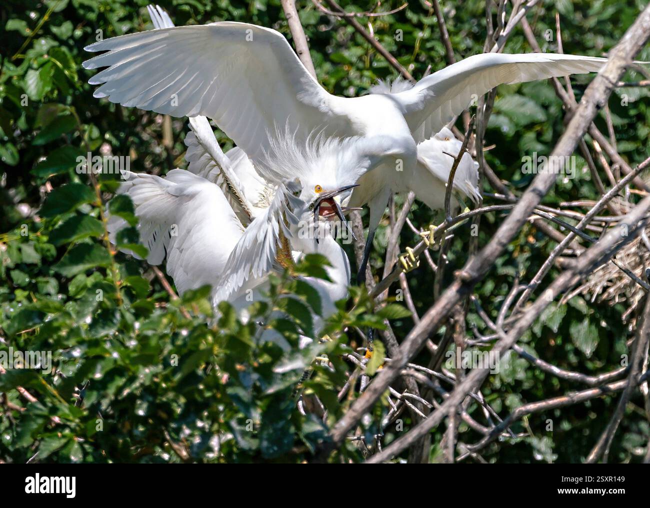 Una Egret innevata che dà da mangiare al suo pulcino in un momento intenso con i loro becchi intrecciati mentre il pulcino attende il cibo che il genitore cadrà in bocca. Foto Stock