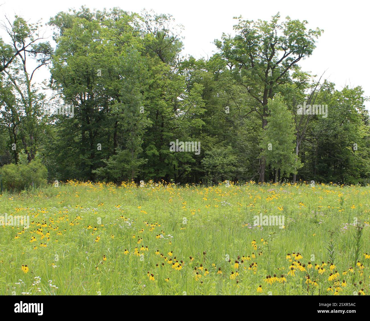 Fiori di conio gialli in un campo con un cielo nebuloso nella prateria restaurata di Linne Wood a Morton Grove, Illinois Foto Stock