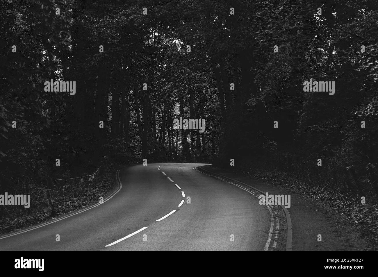 Strada bianca e nera tra la foresta. Foto Stock