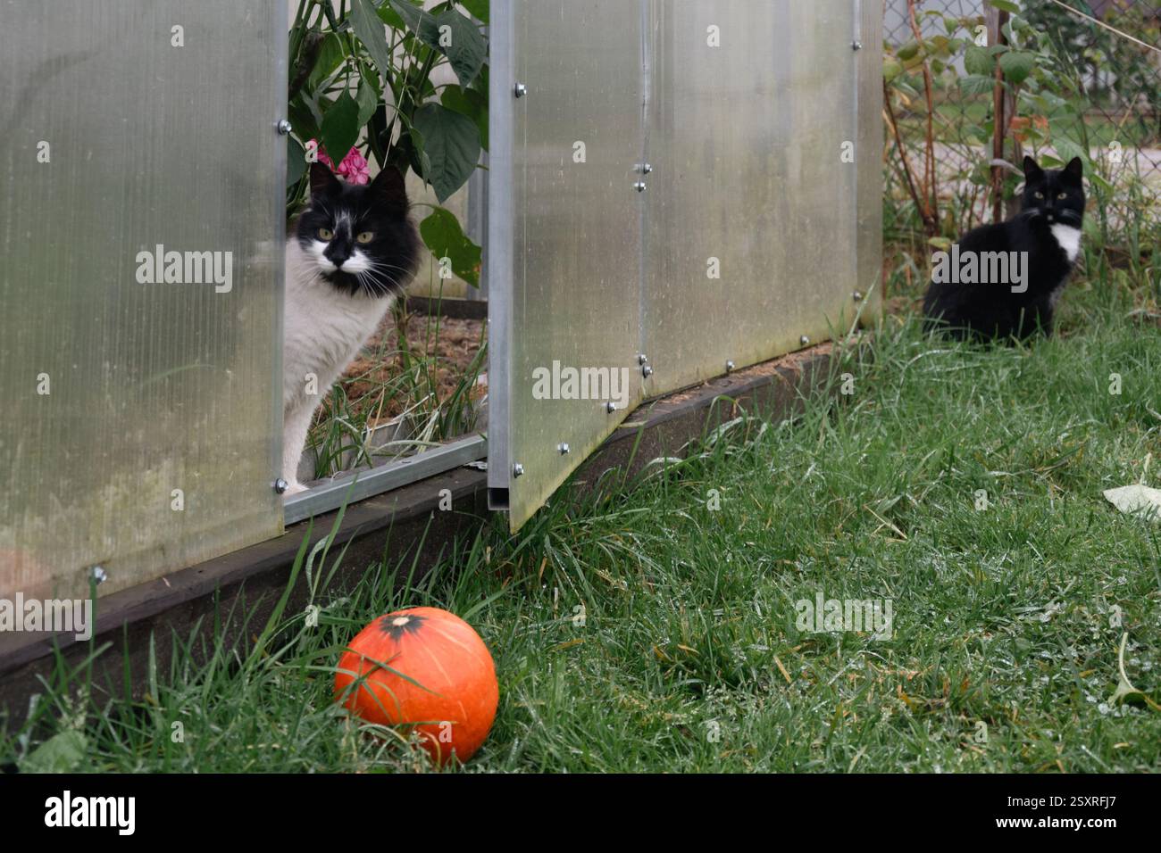 gatti e serra del giardino di casa Foto Stock