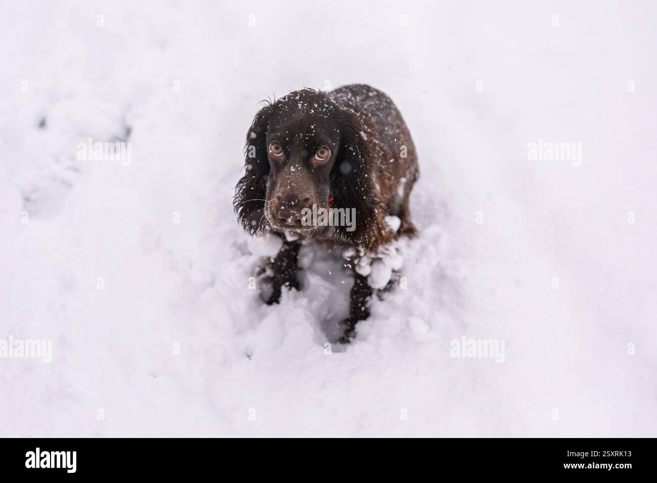 Il cane russo spaniel che cammina fuori in inverno, gioca con me, entra in neve. I benefici di passeggiate attive per cani da caccia Foto Stock