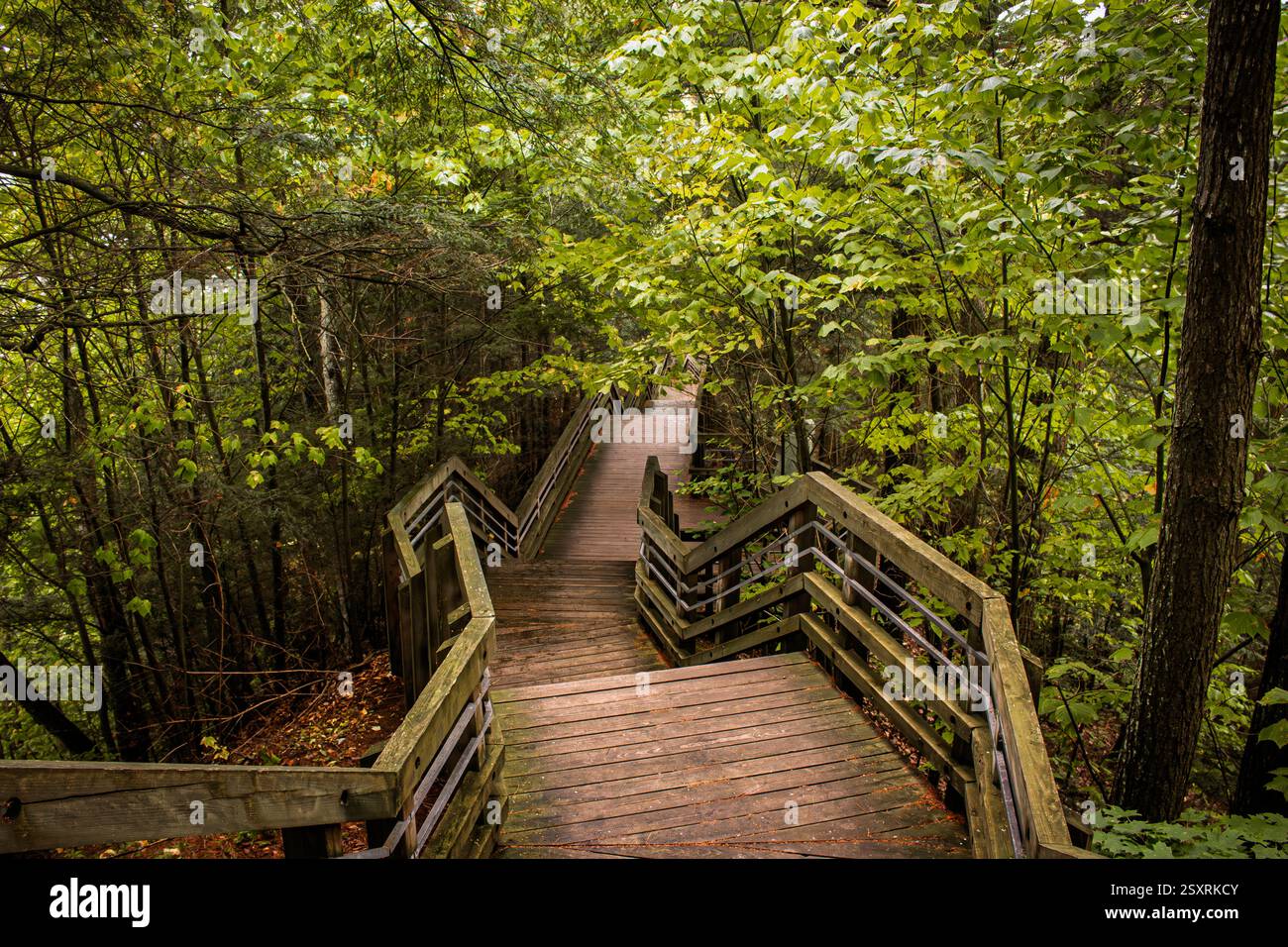 Una passerella rustica in legno si snoda attraverso una lussureggiante foresta verde del Michigan, invitando i visitatori ad esplorare la bellezza della natura. Foto Stock