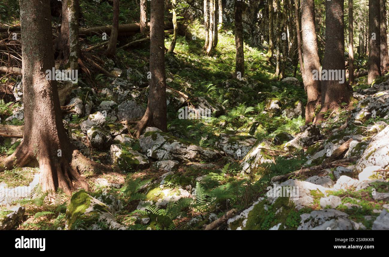 Lussureggianti felci verdi che crescono tra gli alti alberi in una fitta foresta, creando un ambiente boschivo sereno e naturale. La luce solare soffusa filtra attraverso il tettuccio Foto Stock