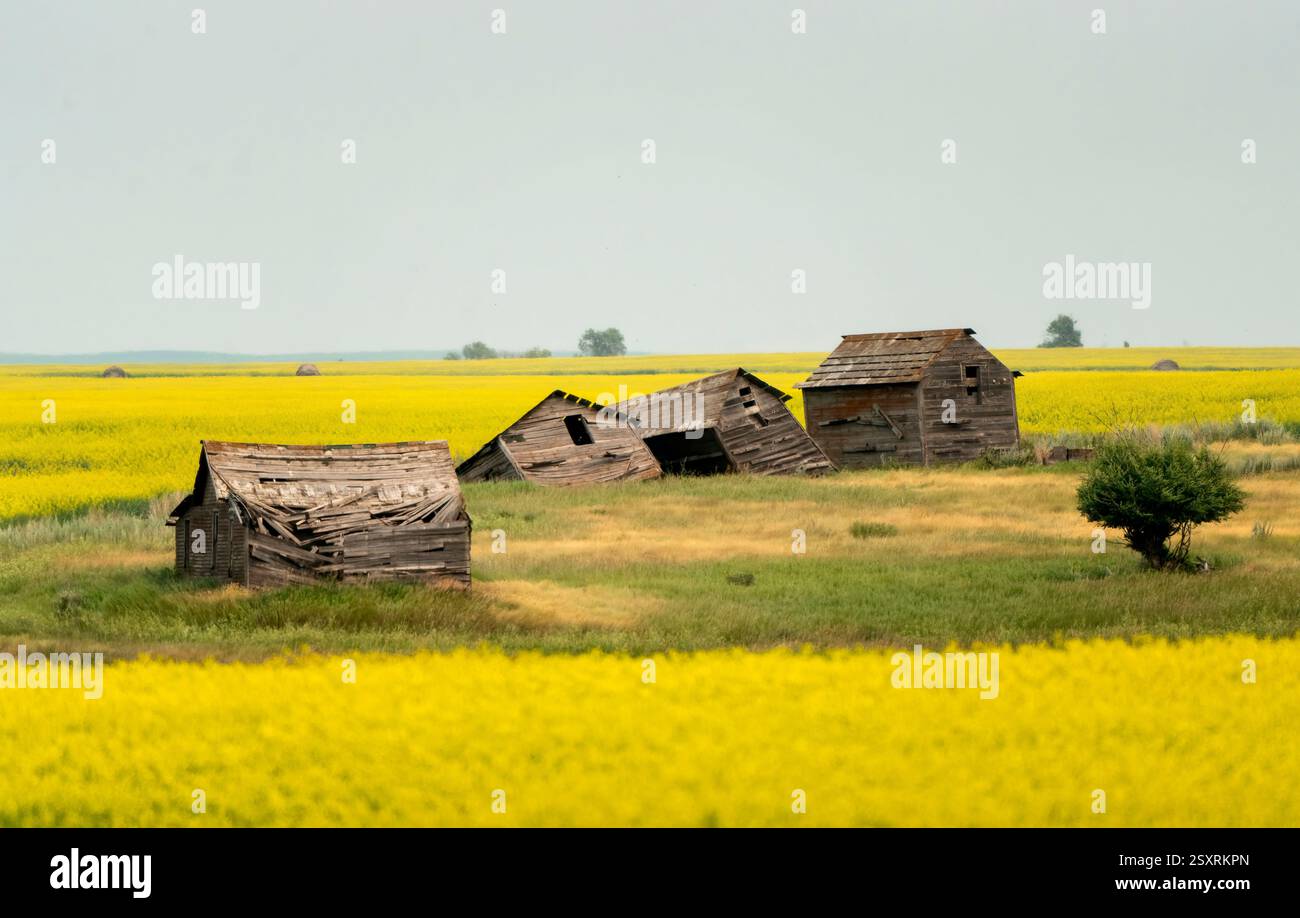 I fienili sbriciolati sorgono in mezzo a vivaci campi di canola, una scena toccante di decadimento rurale e resilienza della natura Foto Stock