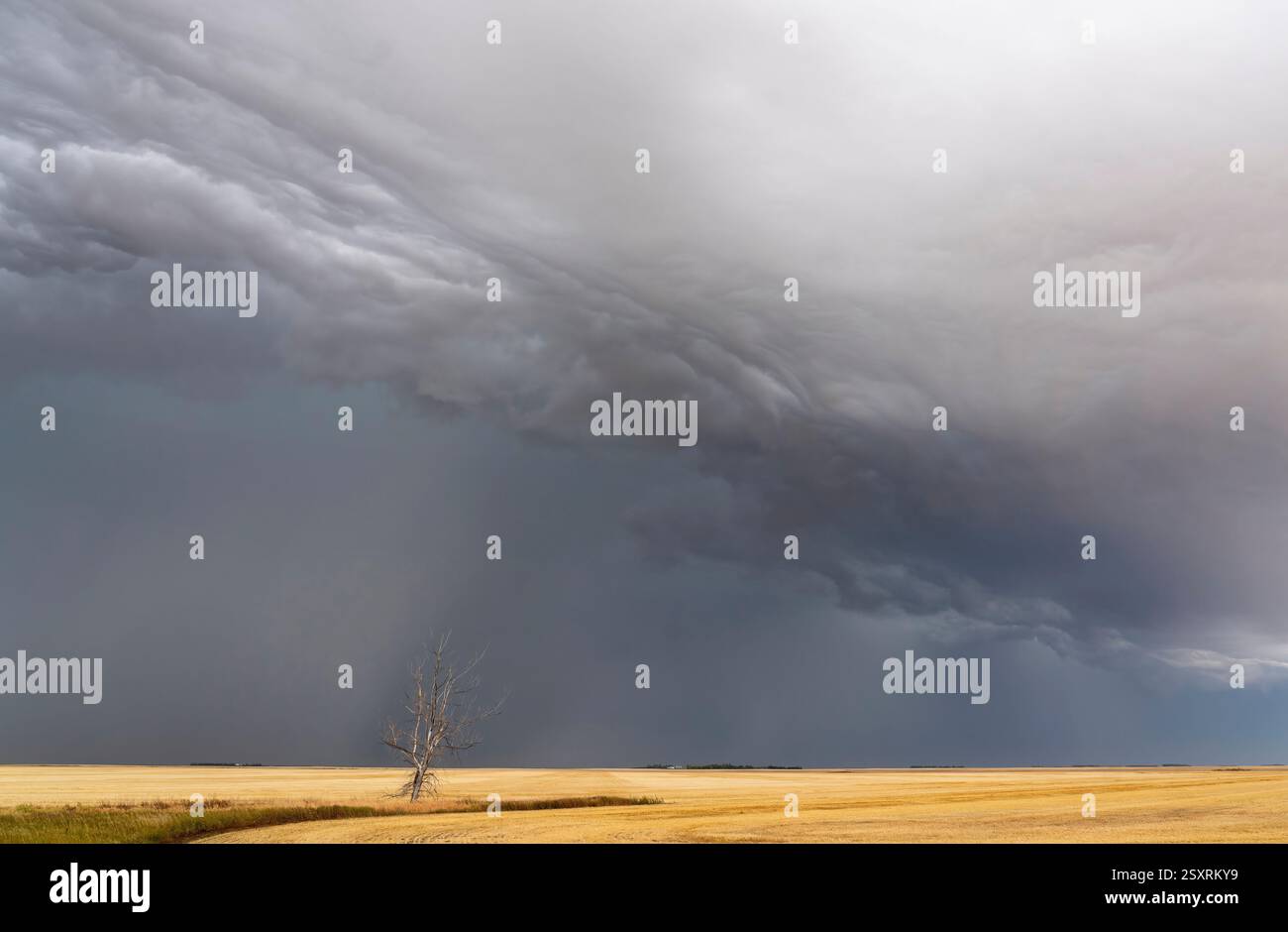 Nuvola di scaffale scura che porta pioggia su un campo di grano raccolto con un albero solitario nelle praterie canadesi Foto Stock