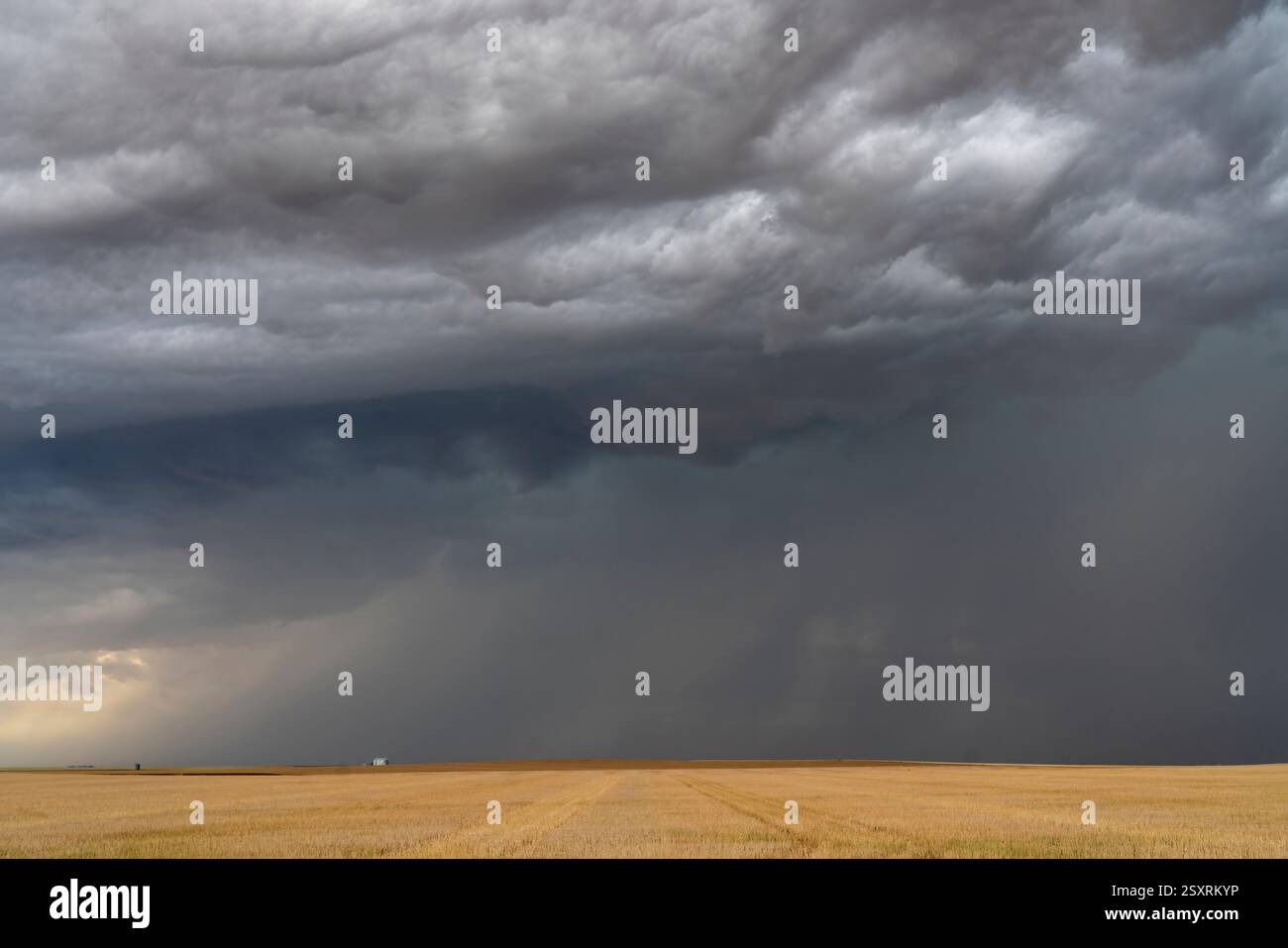 Le nuvole minacciose di tempesta supercell si stanno radunando su un vasto campo di grano, creando una scena drammatica e potente Foto Stock