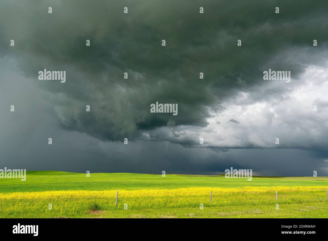 Le nuvole di tempesta scure minacciose si stanno radunando su un vibrante campo di canola giallo, creando un drammatico contrasto nel paesaggio Foto Stock