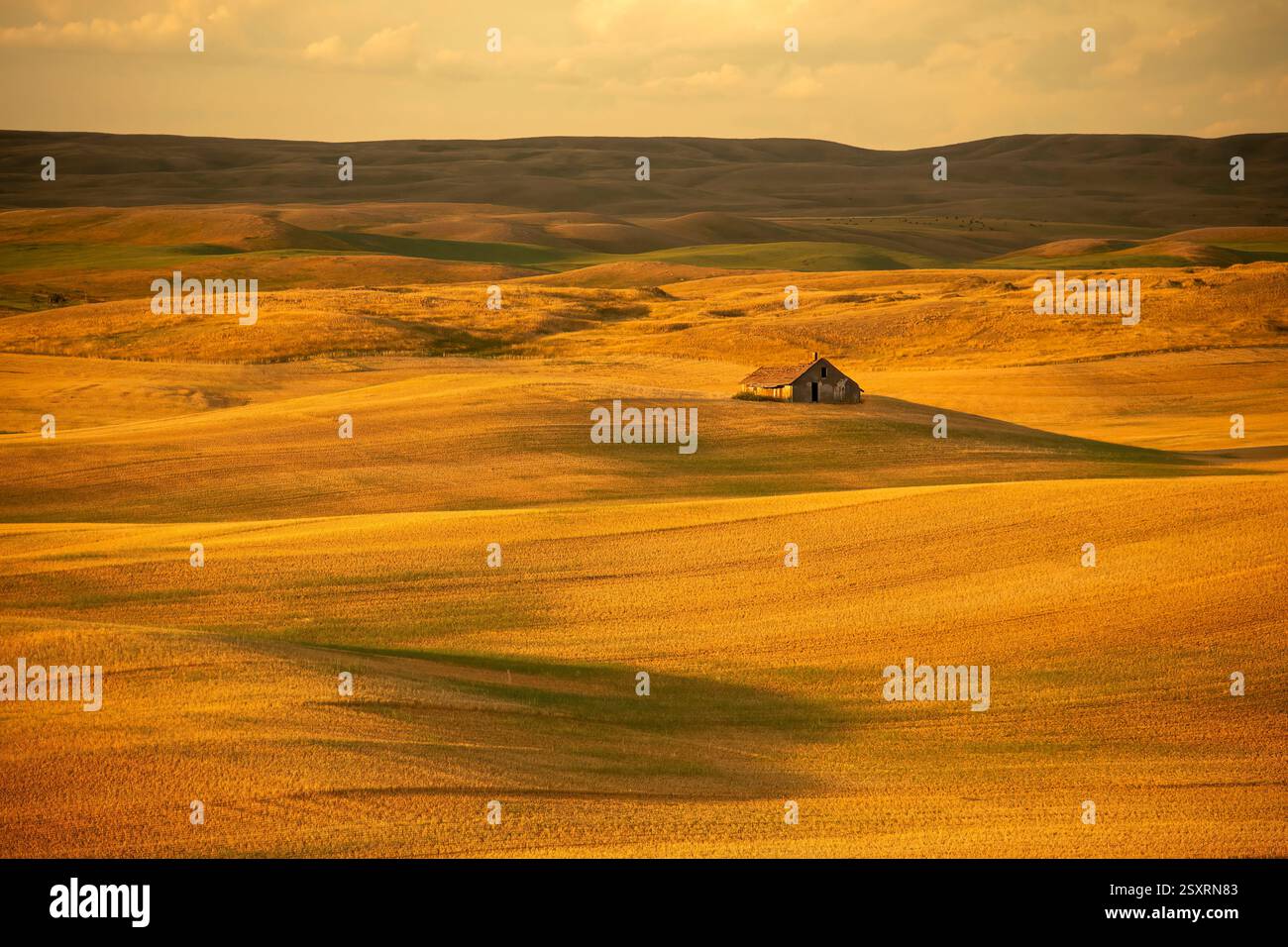 La luce dorata bagna le dolci colline della regione di palouse al tramonto, con una fattoria abbandonata che aggiunge un tocco di fascino rurale Foto Stock