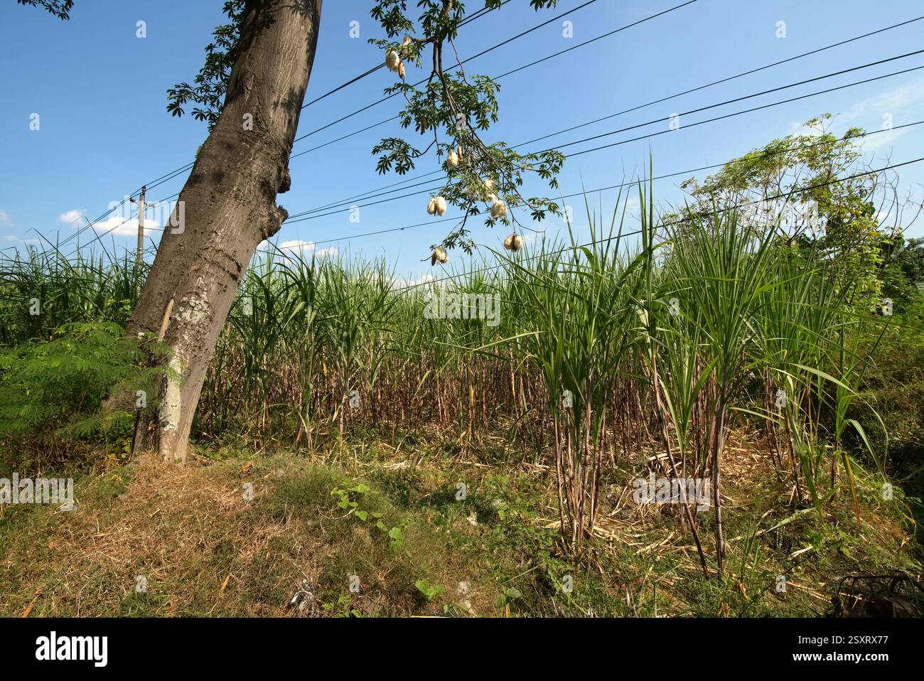 Albero di Kapok (Ceiba pentandra) - con i suoi soffici bianchi simili a cotone ottenuti dai suoi baccelli di semi - in uno sfondo di alberi di canna da zucchero. Foto Stock