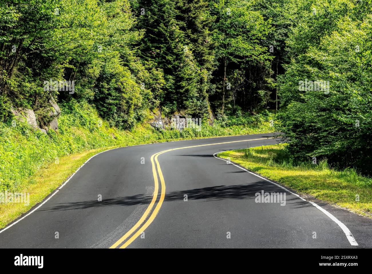Strada con una curva e un albero sul lato. La strada è nera e gialla Foto Stock