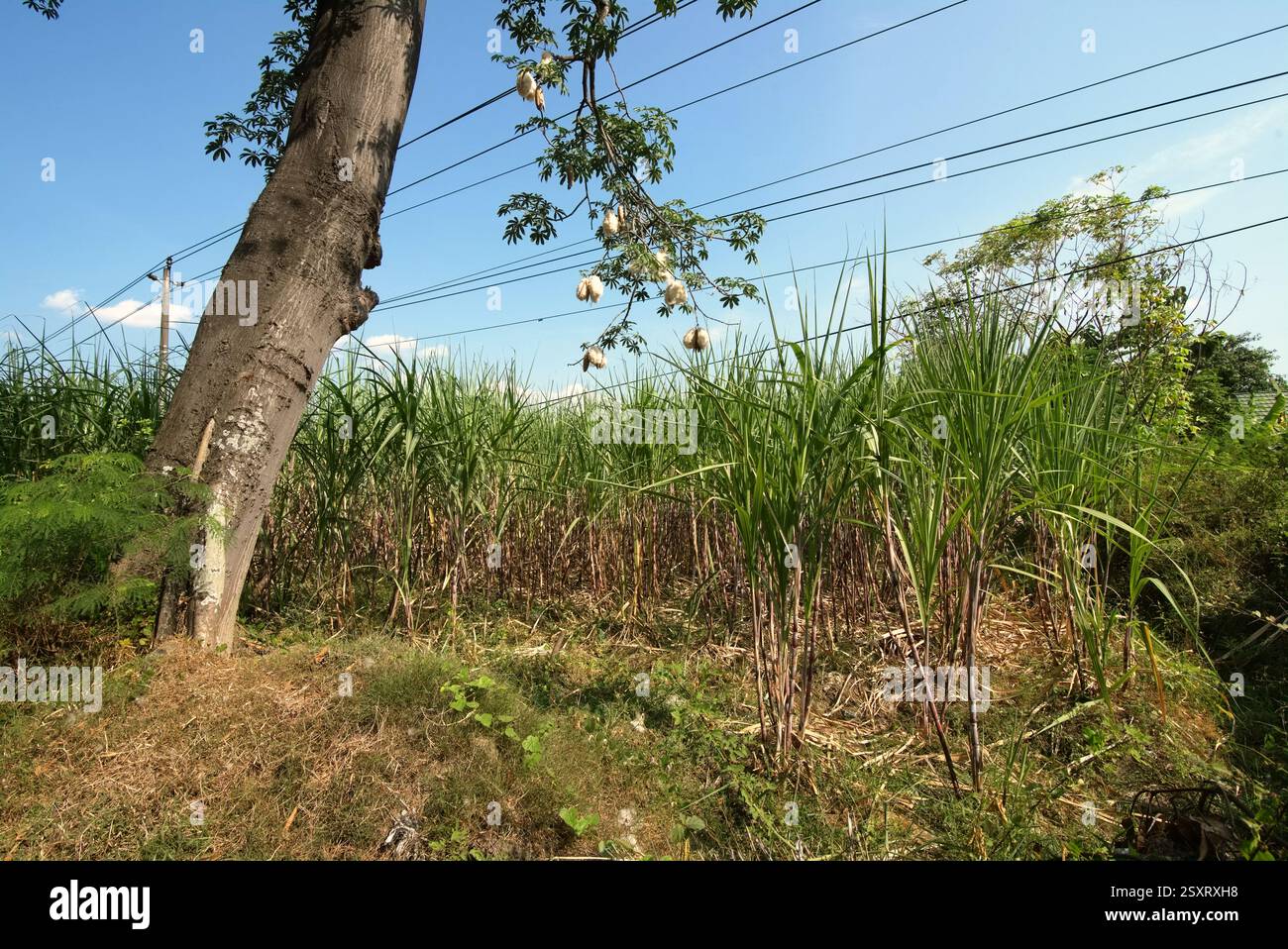 Albero di Kapok (Ceiba pentandra) - con i suoi soffici bianchi simili a cotone ottenuti dai suoi baccelli di semi - in uno sfondo di alberi di canna da zucchero. Foto Stock
