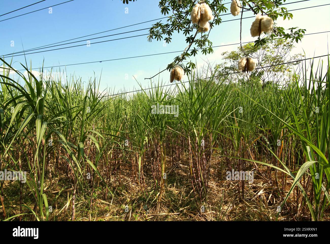 Albero di Kapok (Ceiba pentandra) - con i suoi soffici bianchi simili a cotone ottenuti dai suoi baccelli di semi - in uno sfondo di alberi di canna da zucchero. Foto Stock