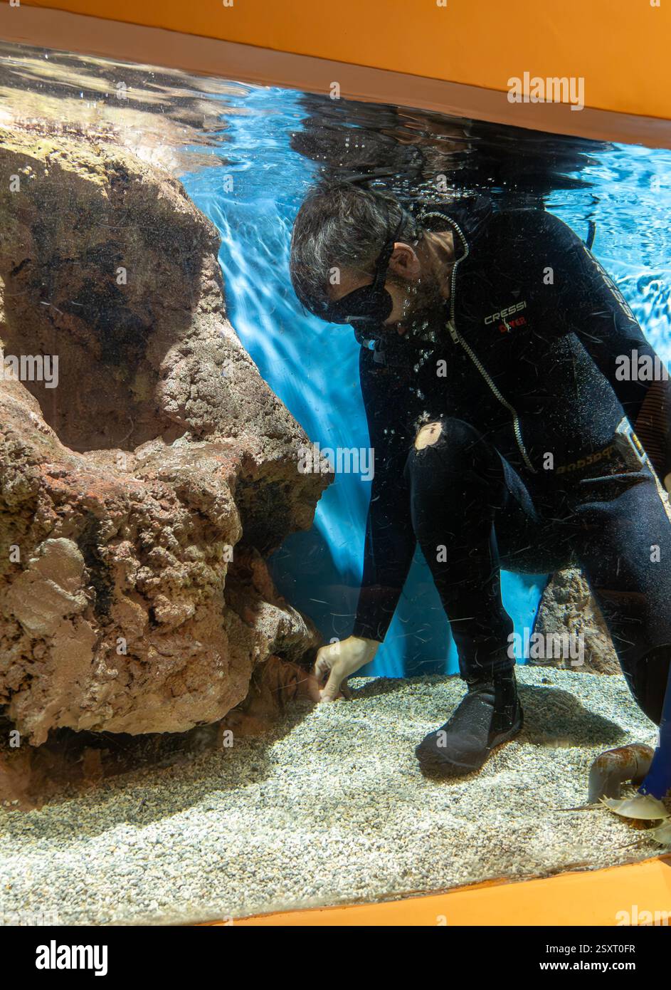Un subacqueo in muta si inginocchia all'interno di un acquario, esaminando ciottoli e rocce sott'acqua, con una grande formazione di pietra nelle vicinanze Foto Stock