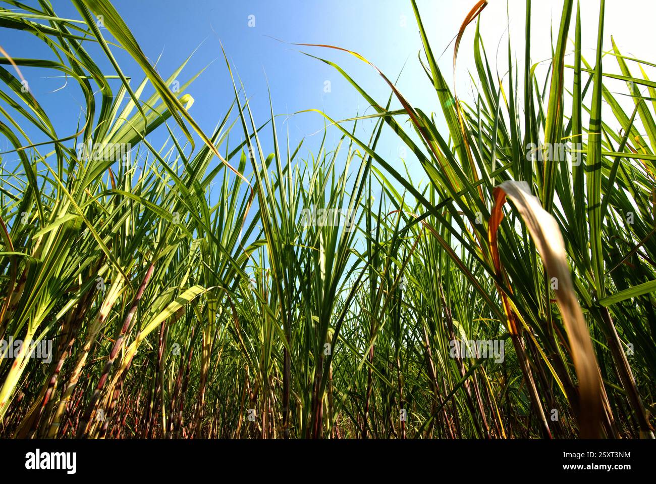 Pianta di canna da zucchero in una piantagione a bordo strada a Karanganyar, Giava centrale, Indonesia. Foto Stock